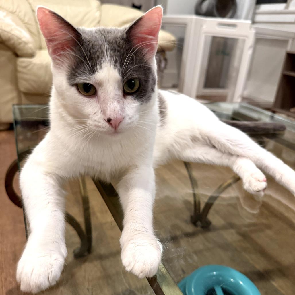 Enlarge Daniel, a Adoptable Domestic Short Hair in Brea, CA image 4/6