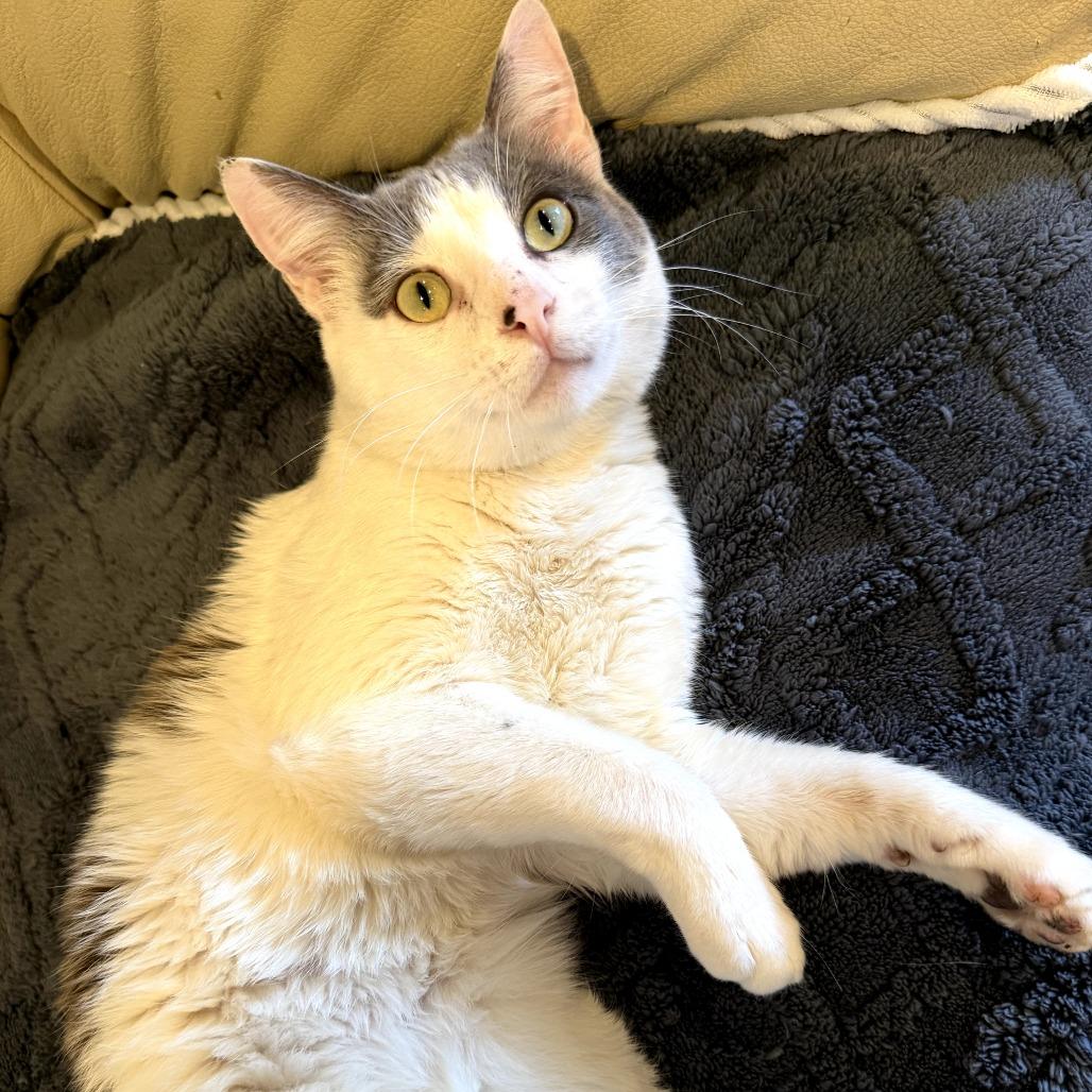 Enlarge Daniel, a Adoptable Domestic Short Hair in Brea, CA image 6/6