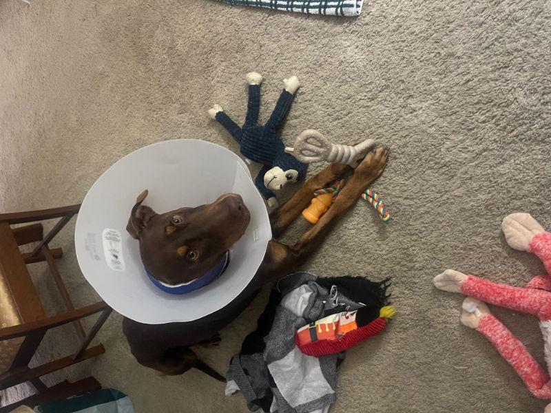 Enlarge Diesel, a Adoptable Doberman Pinscher in San Diego, CA image 1/2