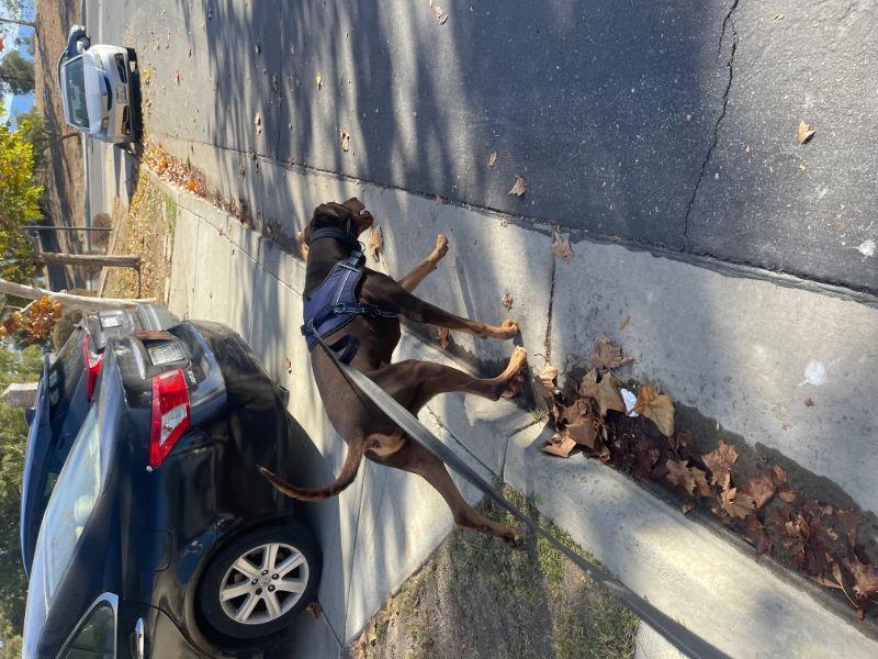 Enlarge Diesel, a Adoptable Doberman Pinscher in San Diego, CA image 2/2