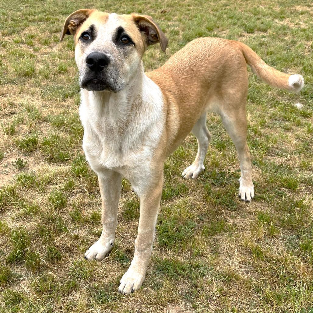 Ginny, Adoptable, Young Female Shepherd & Mixed Breed.