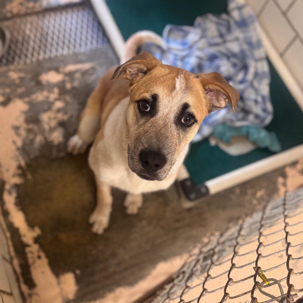 Enlarge Ginny, a Adoptable mixed breed in Starkville, MS image 2/4