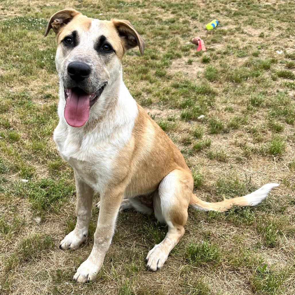 Enlarge Ginny, a Adoptable mixed breed in Starkville, MS image 3/4