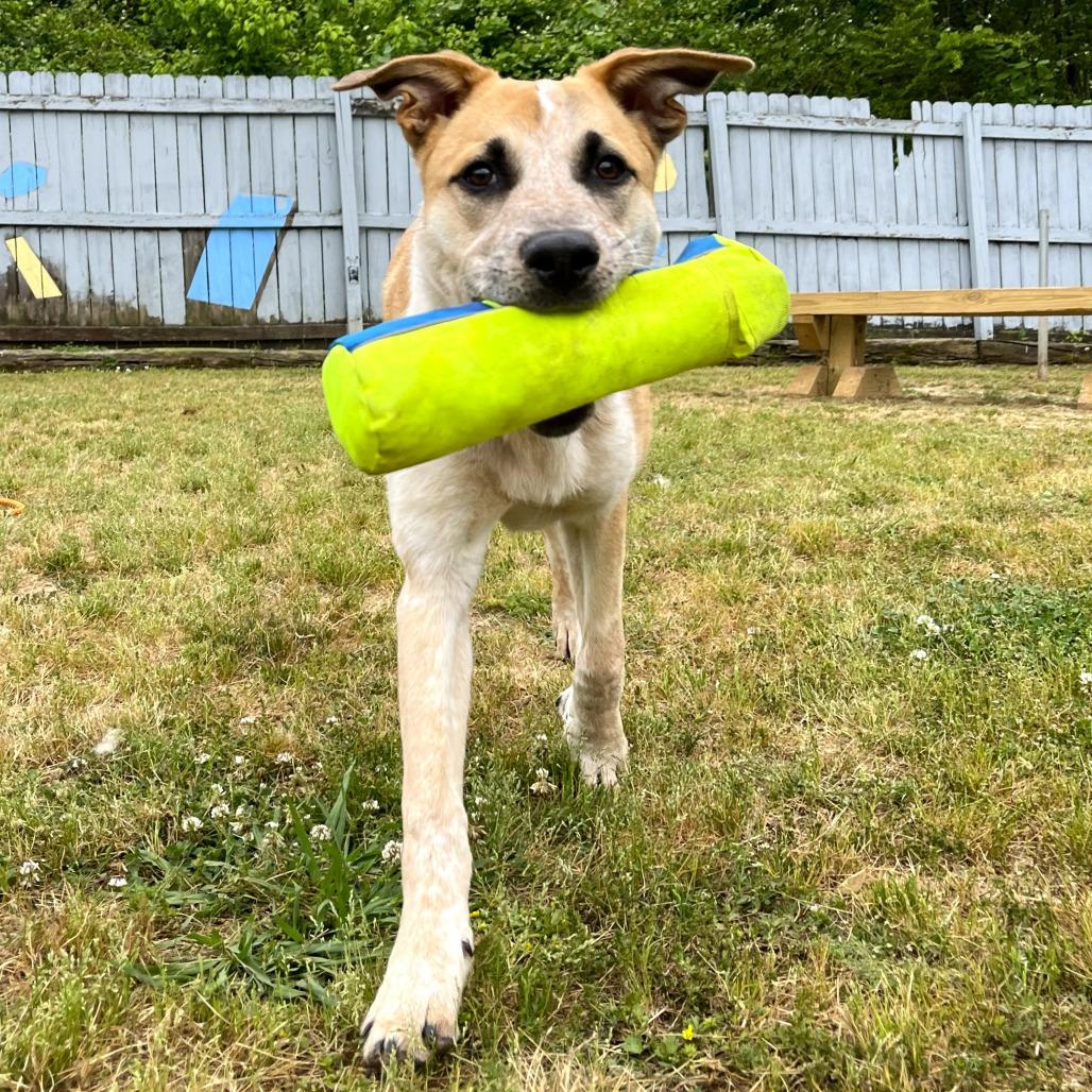 Enlarge Ginny, a Adoptable mixed breed in Starkville, MS image 4/4