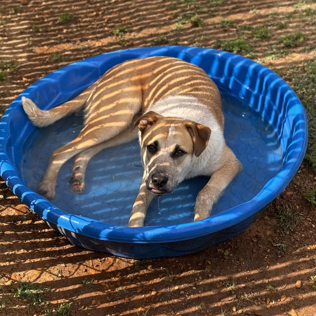 Enlarge Ginny, a Adoptable mixed breed in Starkville, MS image 5/5