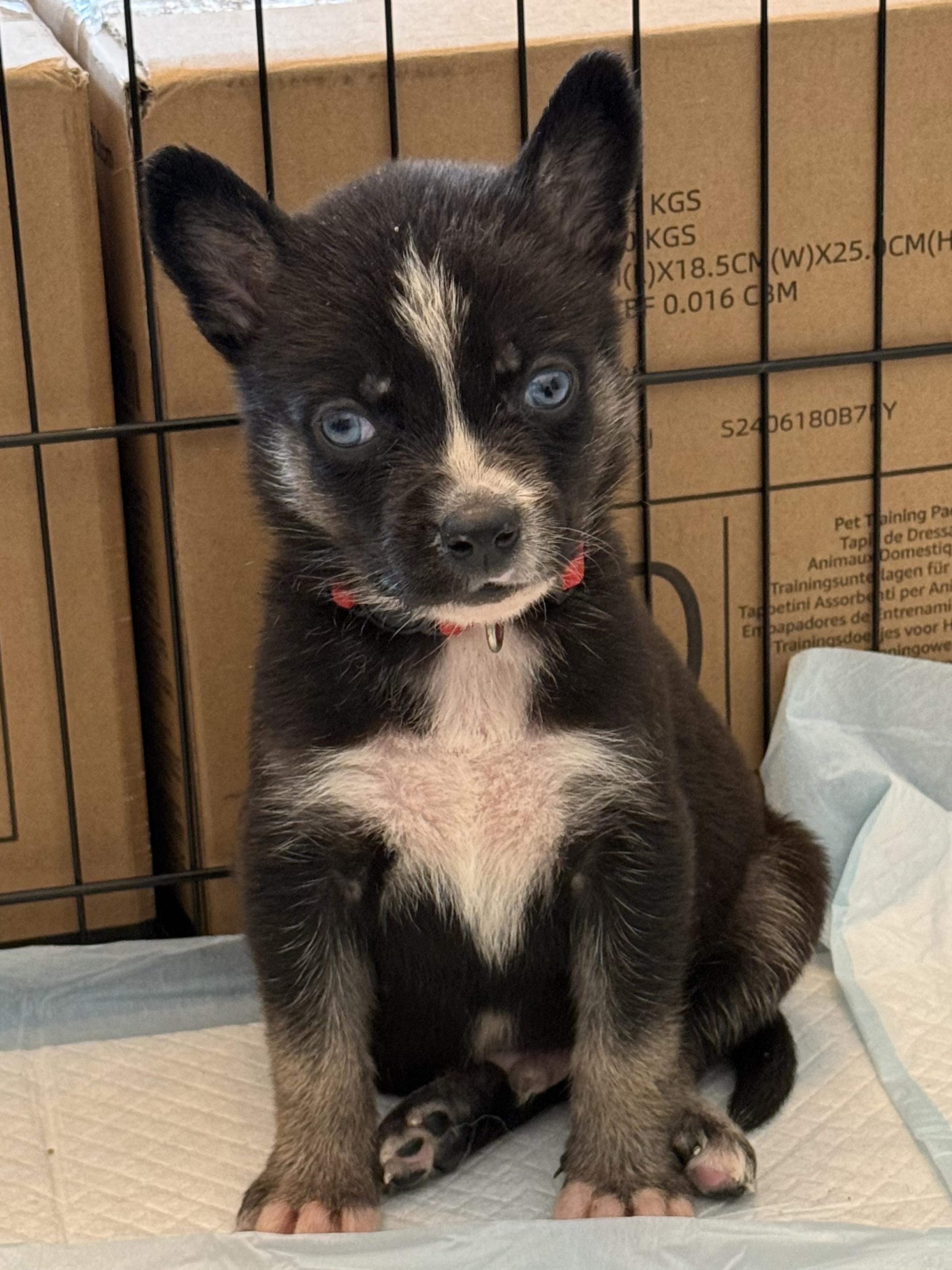 Enlarge Mars, a Adopted mixed breed in Seattle, WA image 1/3