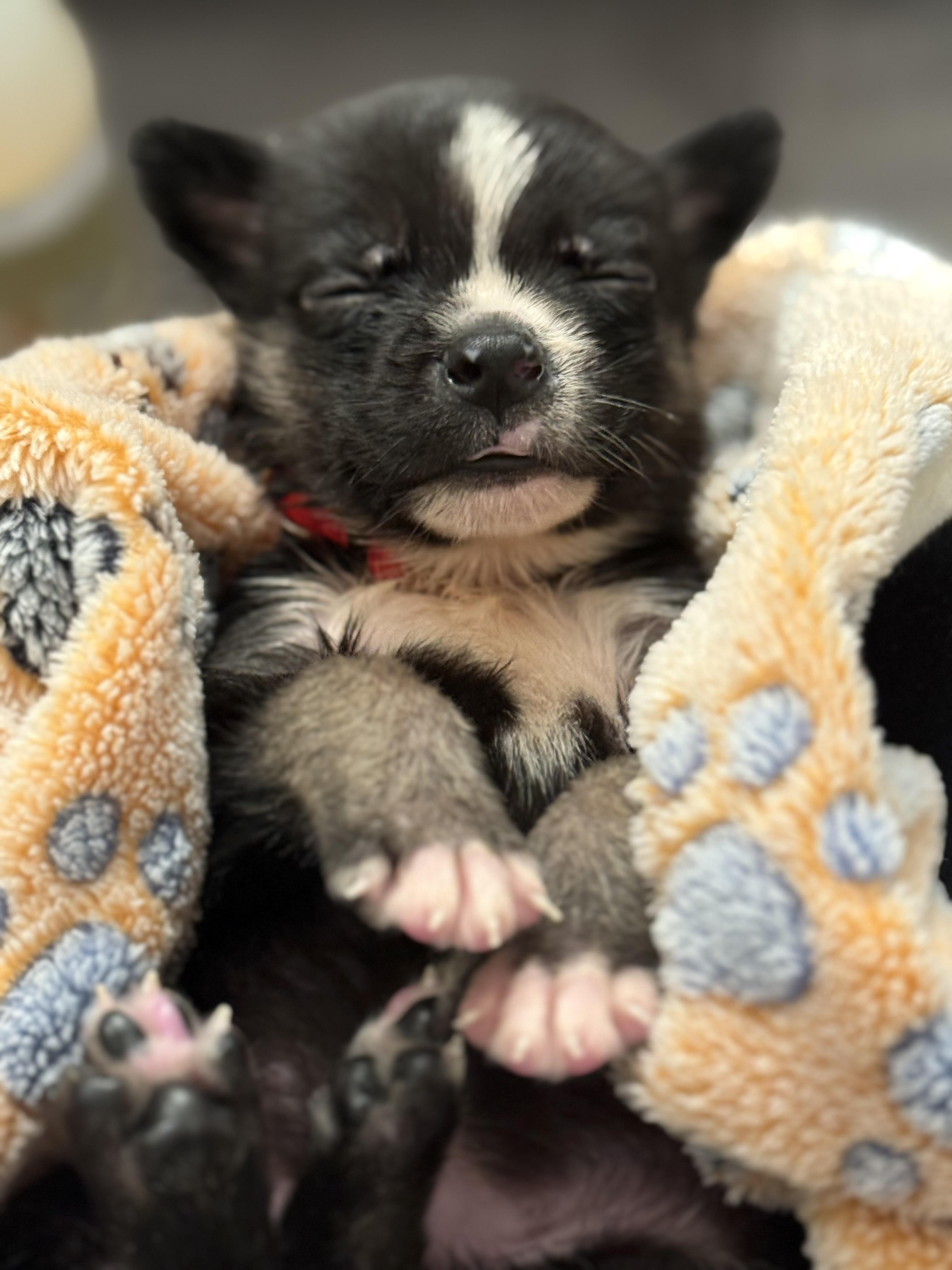 Enlarge Mars, a Adopted mixed breed in Seattle, WA image 2/3