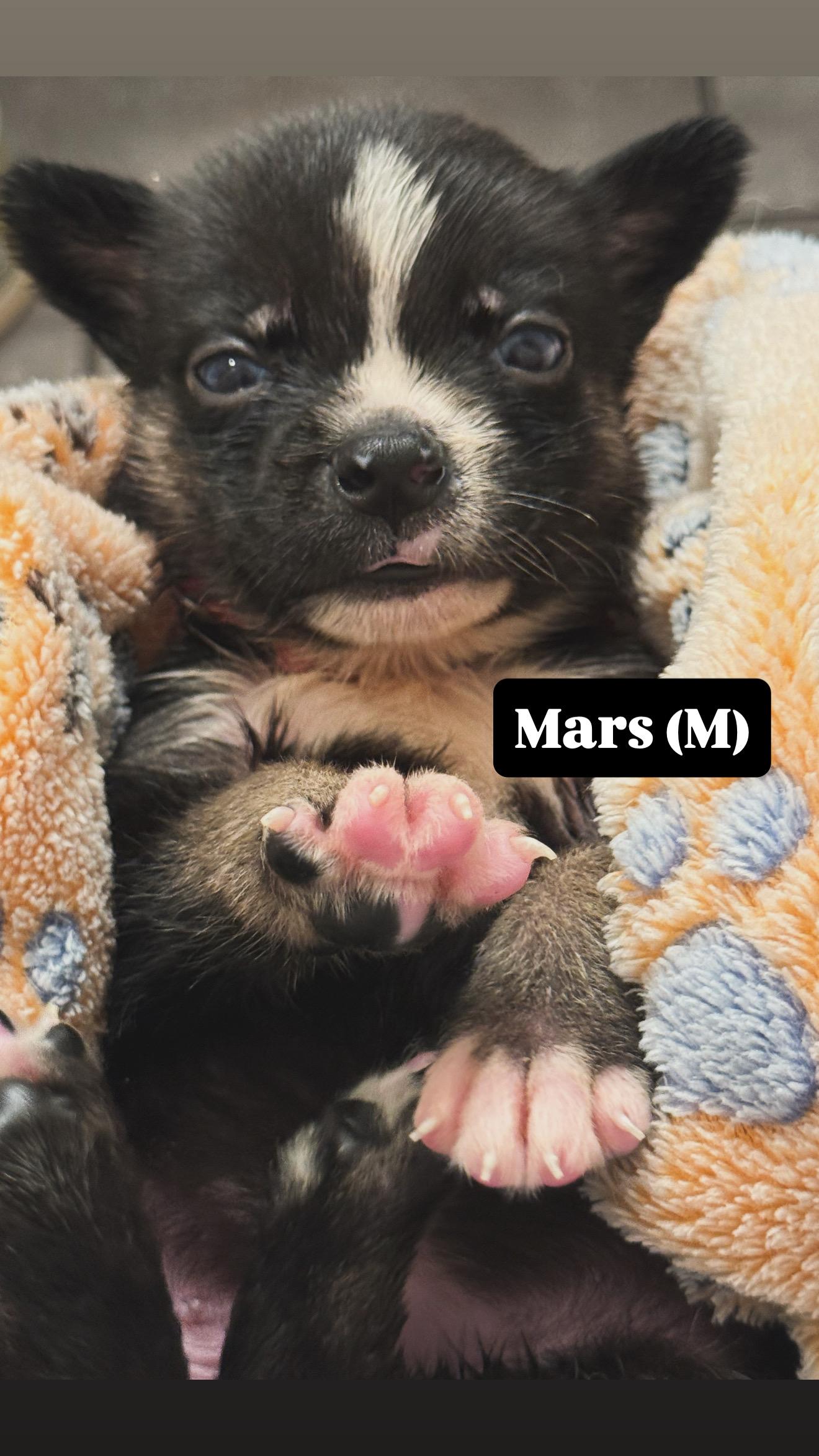 Enlarge Mars, a Adopted mixed breed in Seattle, WA image 3/3