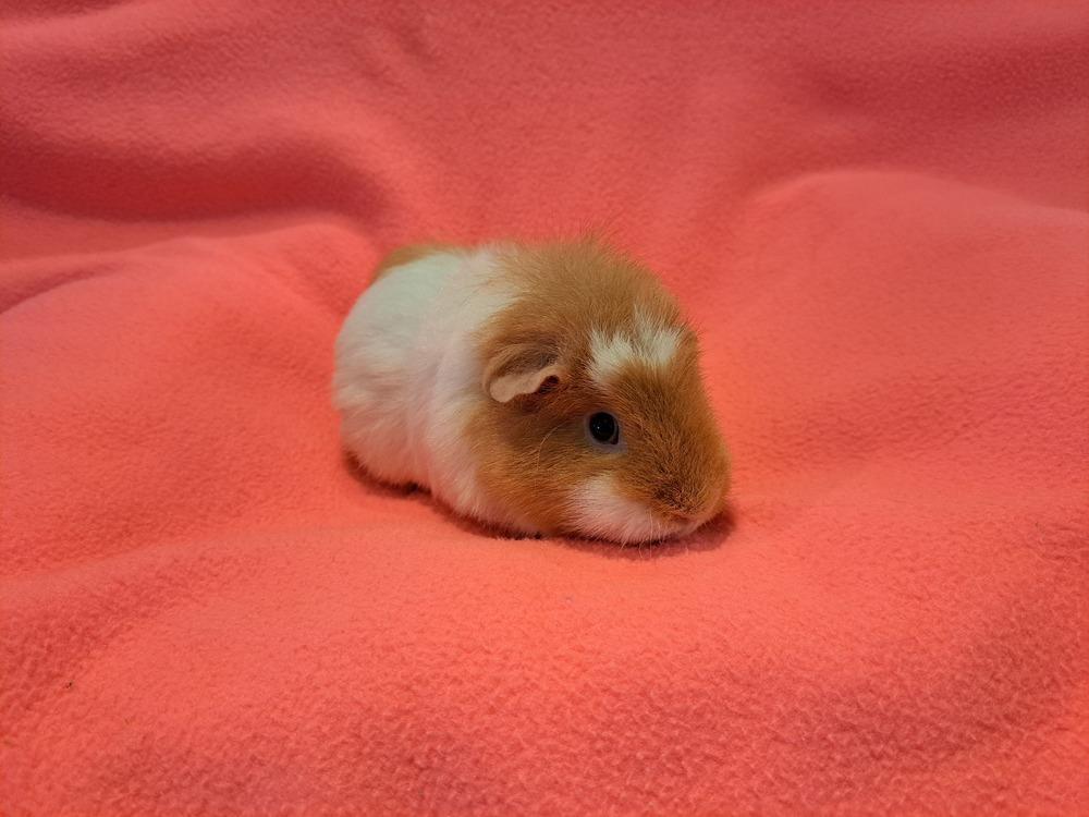 Rose and Daisy adoption pending, Adoptable, Senior Female Guinea Pig & Guinea Pig.