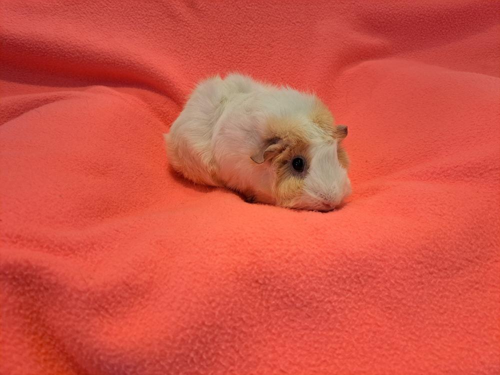 Enlarge Rose and Daisy adoption pending, a Adoptable mixed breed in South Bend, IN image 2/5