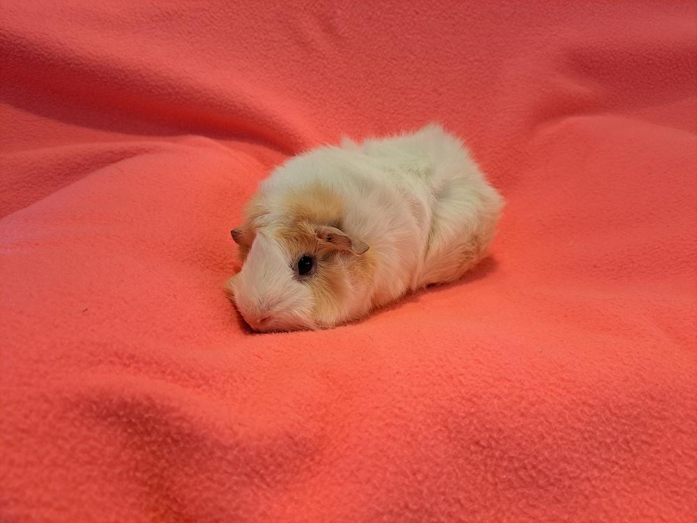 Enlarge Rose and Daisy adoption pending, a Adoptable mixed breed in South Bend, IN image 3/5