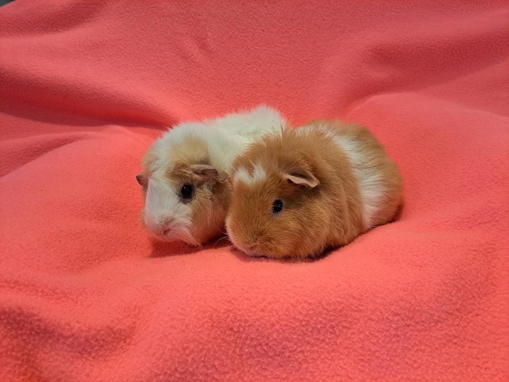 Enlarge Rose and Daisy adoption pending, a Adoptable mixed breed in South Bend, IN image 4/5