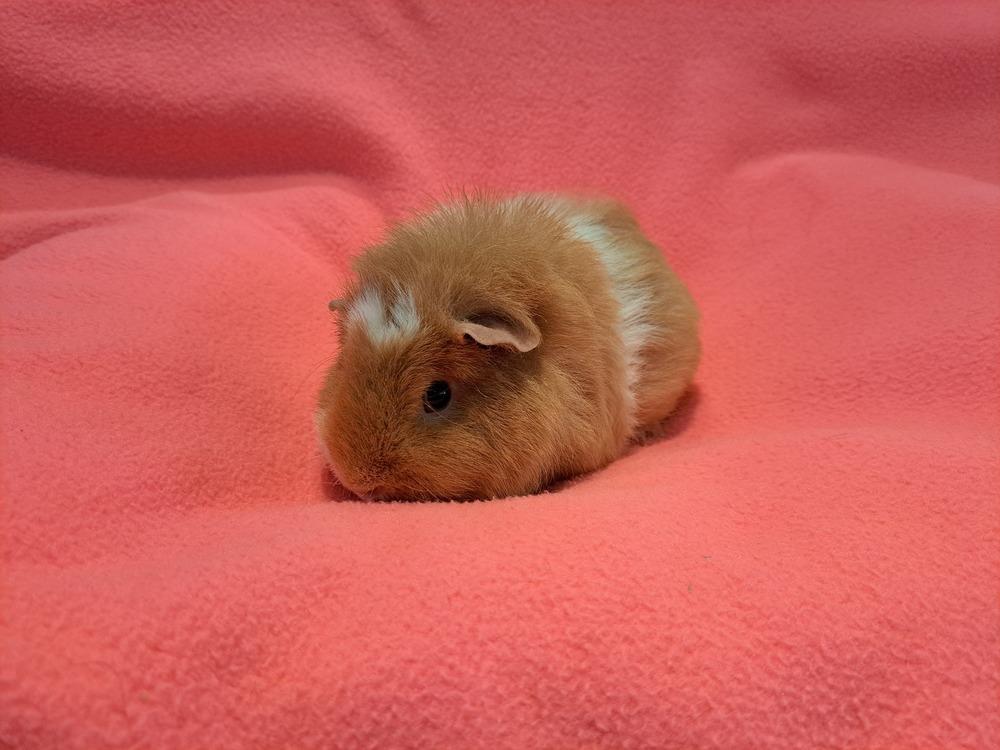 Enlarge Rose and Daisy adoption pending, a Adoptable mixed breed in South Bend, IN image 5/5