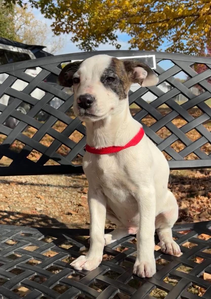 Enlarge Mason, a Adoptable mixed breed in Paris, IL image 1/1