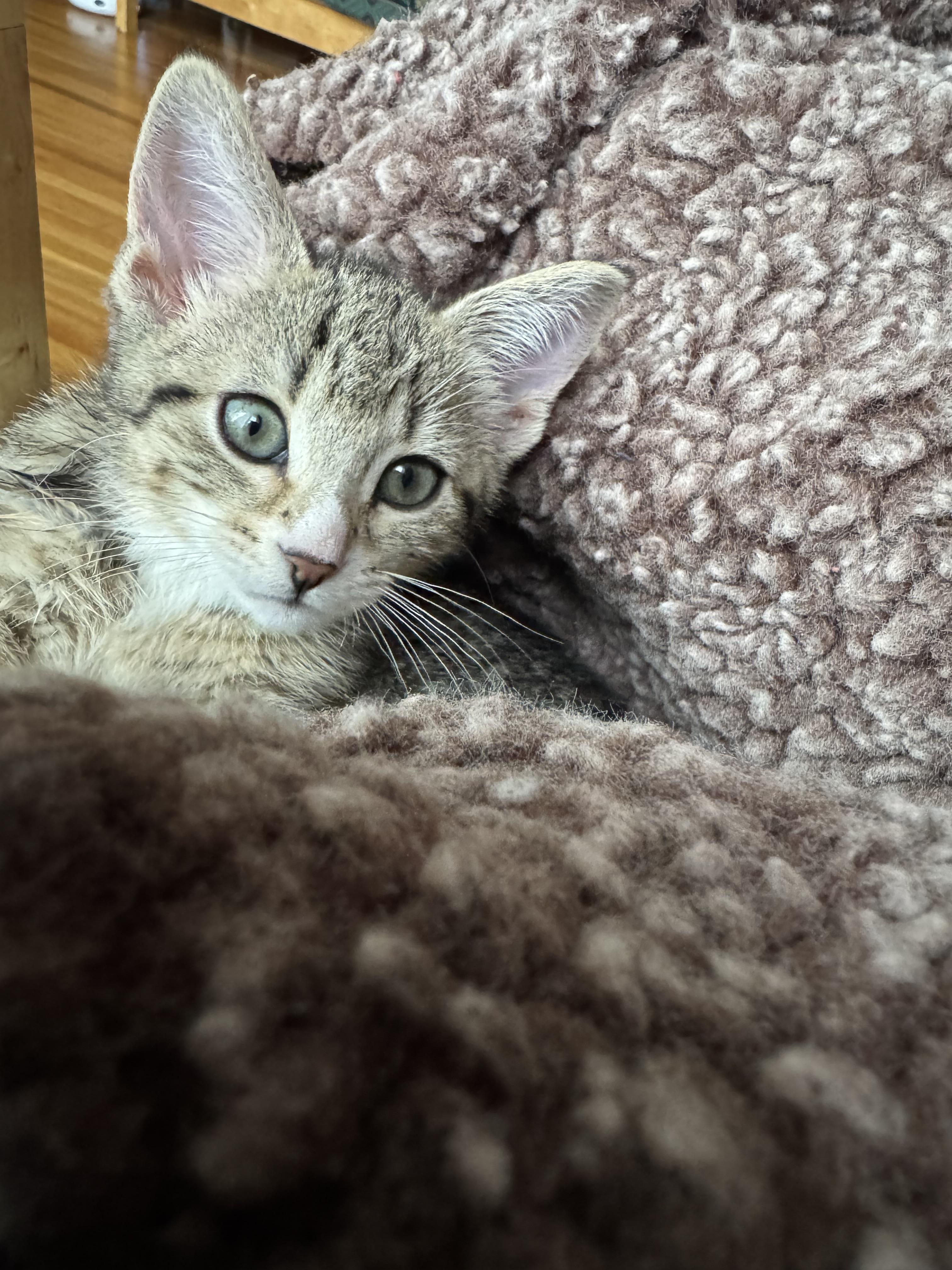 Enlarge Mila, a Adopted Domestic Short Hair in Crookston, MN image 3/6