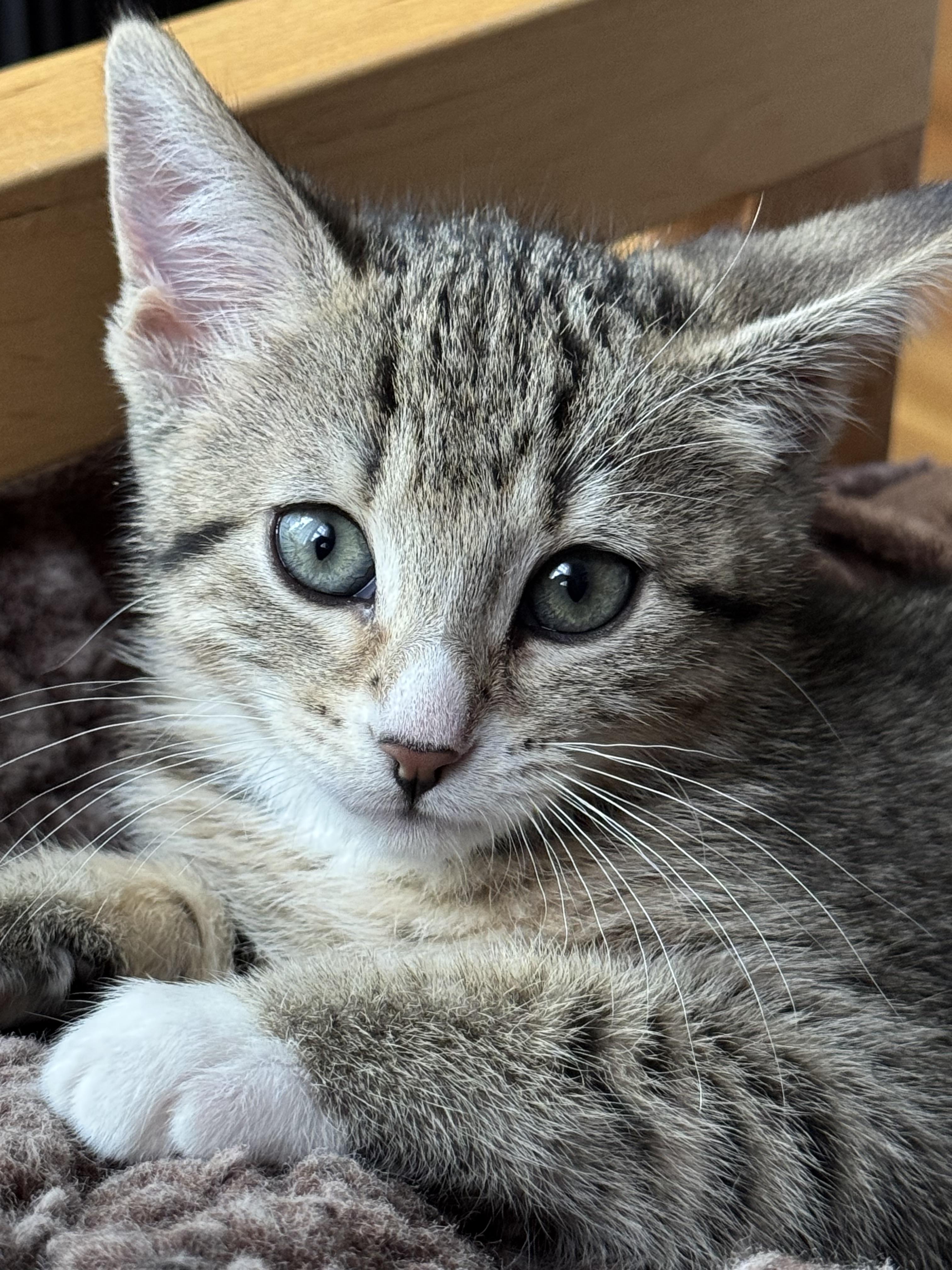 Enlarge Mila, a Adopted Domestic Short Hair in Crookston, MN image 5/6