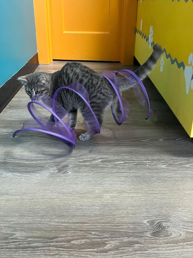 Enlarge Willie, a Adoptable Domestic Short Hair in McPherson, KS image 1/2