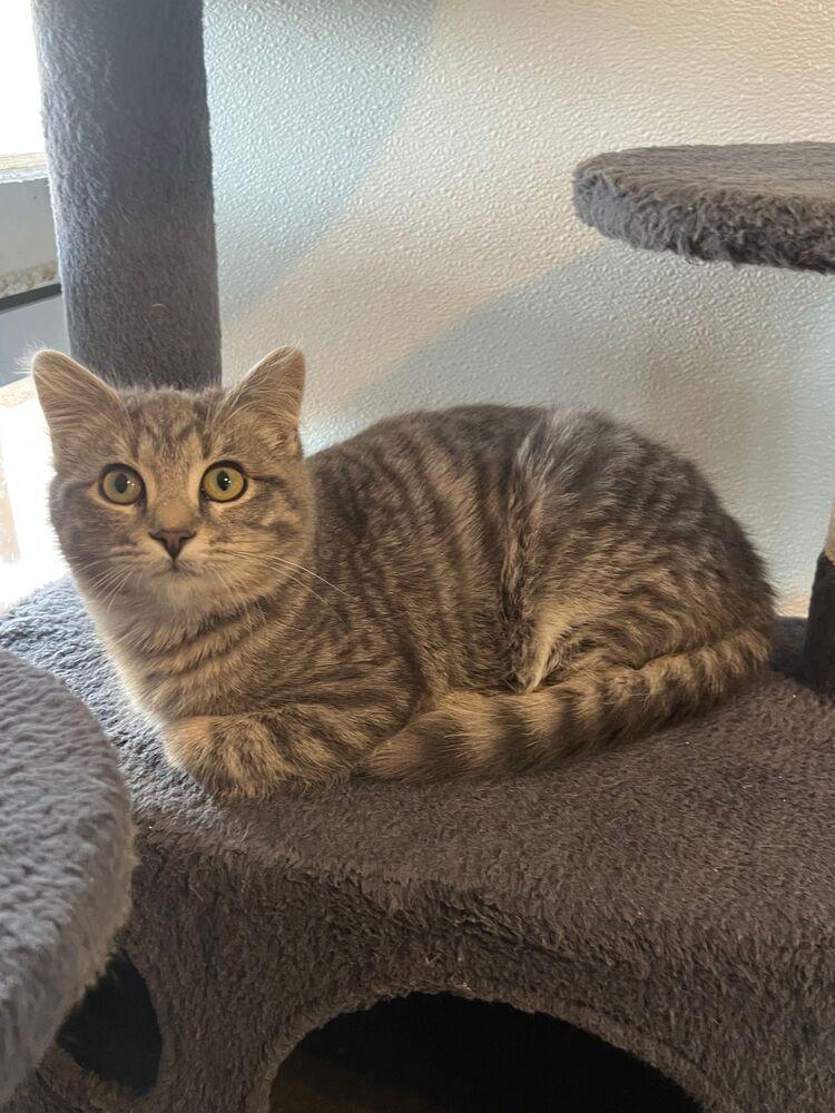 Enlarge Willie, a Adoptable Domestic Short Hair in McPherson, KS image 1/1