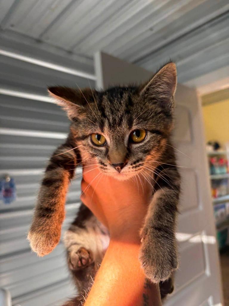 Enlarge Peaches, a Adoptable mixed breed in Russellville, KY image 1/1