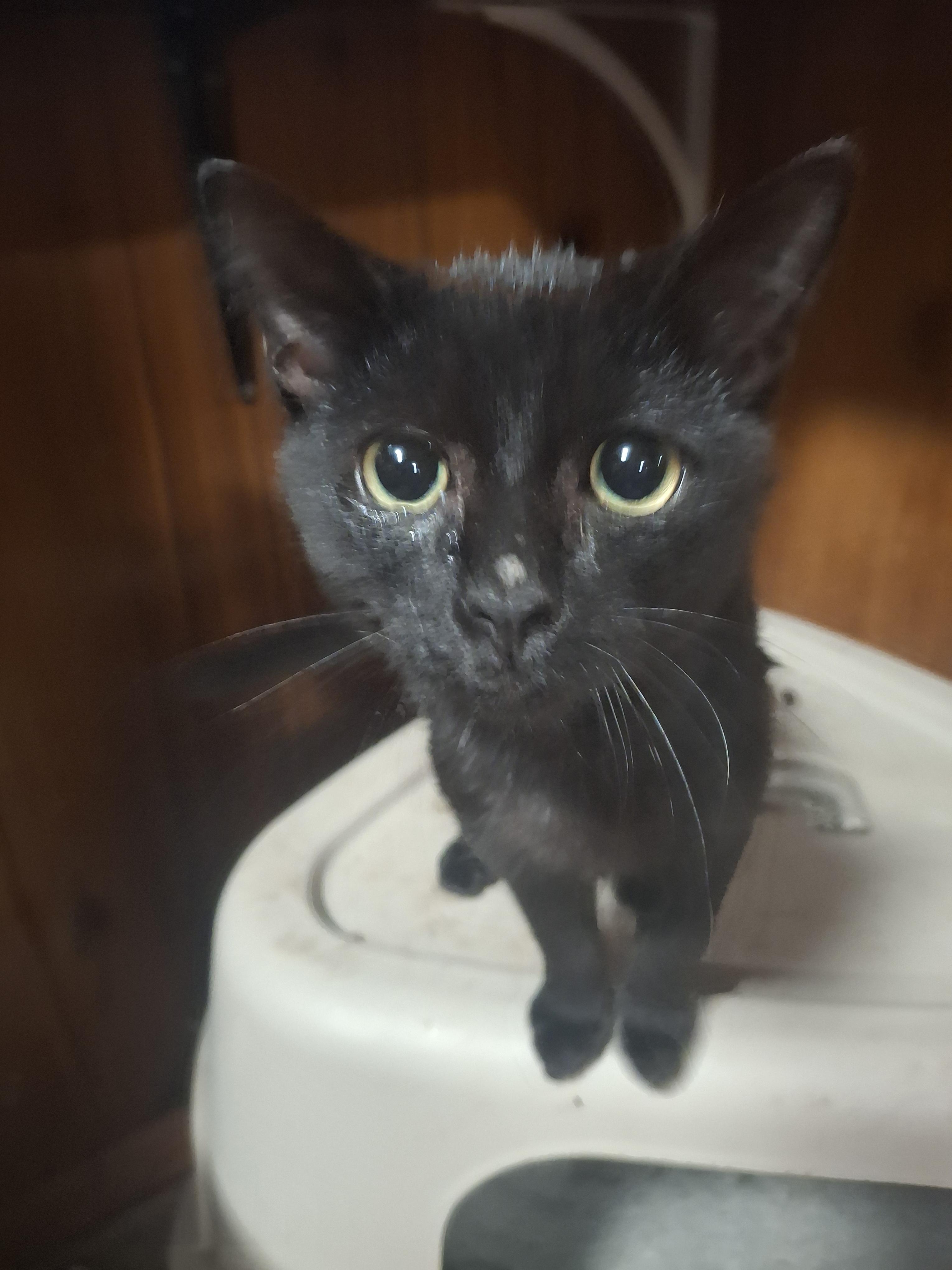 Ben, a Adoptable Domestic Short Hair in Lawrenceville, GA image 1/2