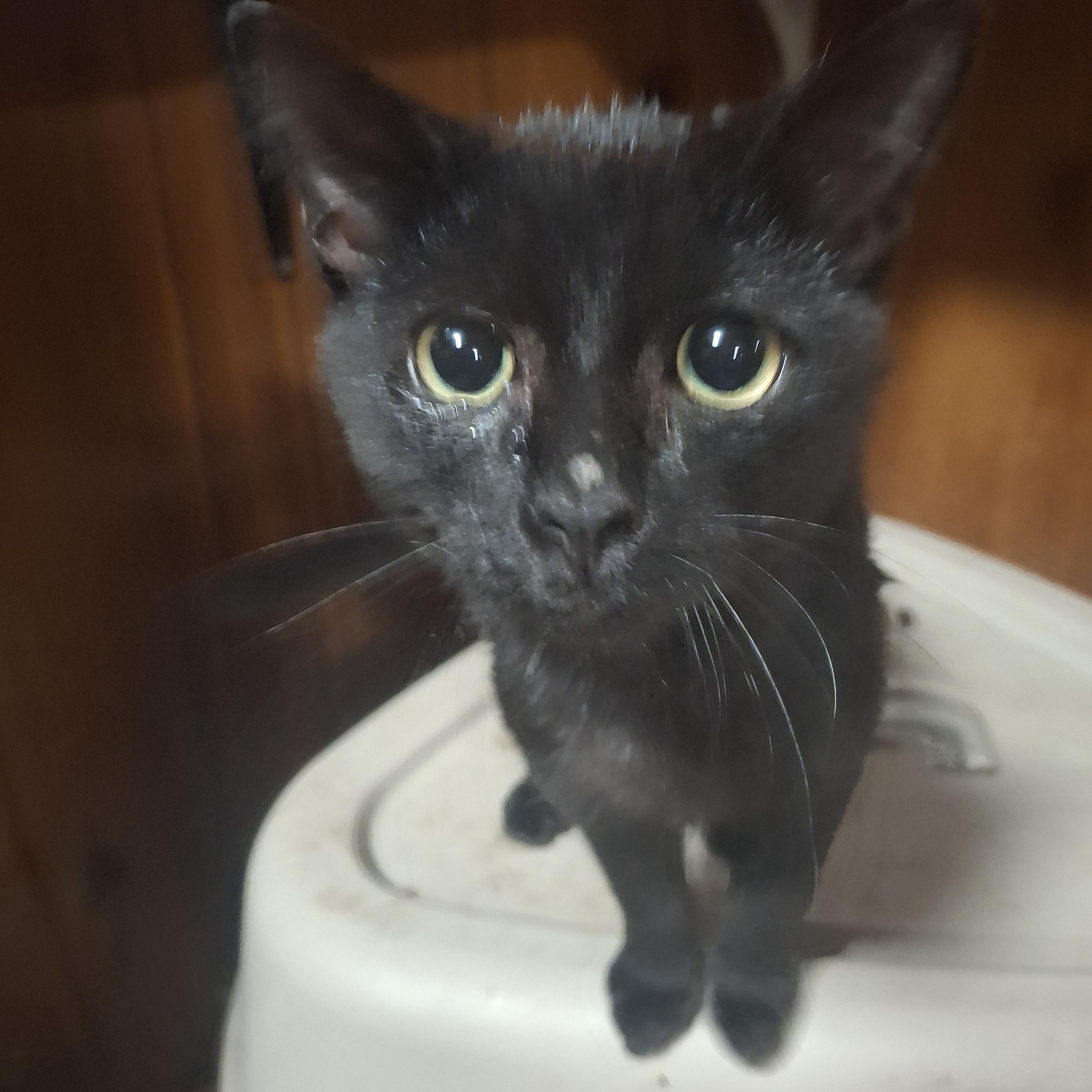 Enlarge Jerry, a Adoptable Domestic Short Hair in Lawrenceville, GA image 1/2