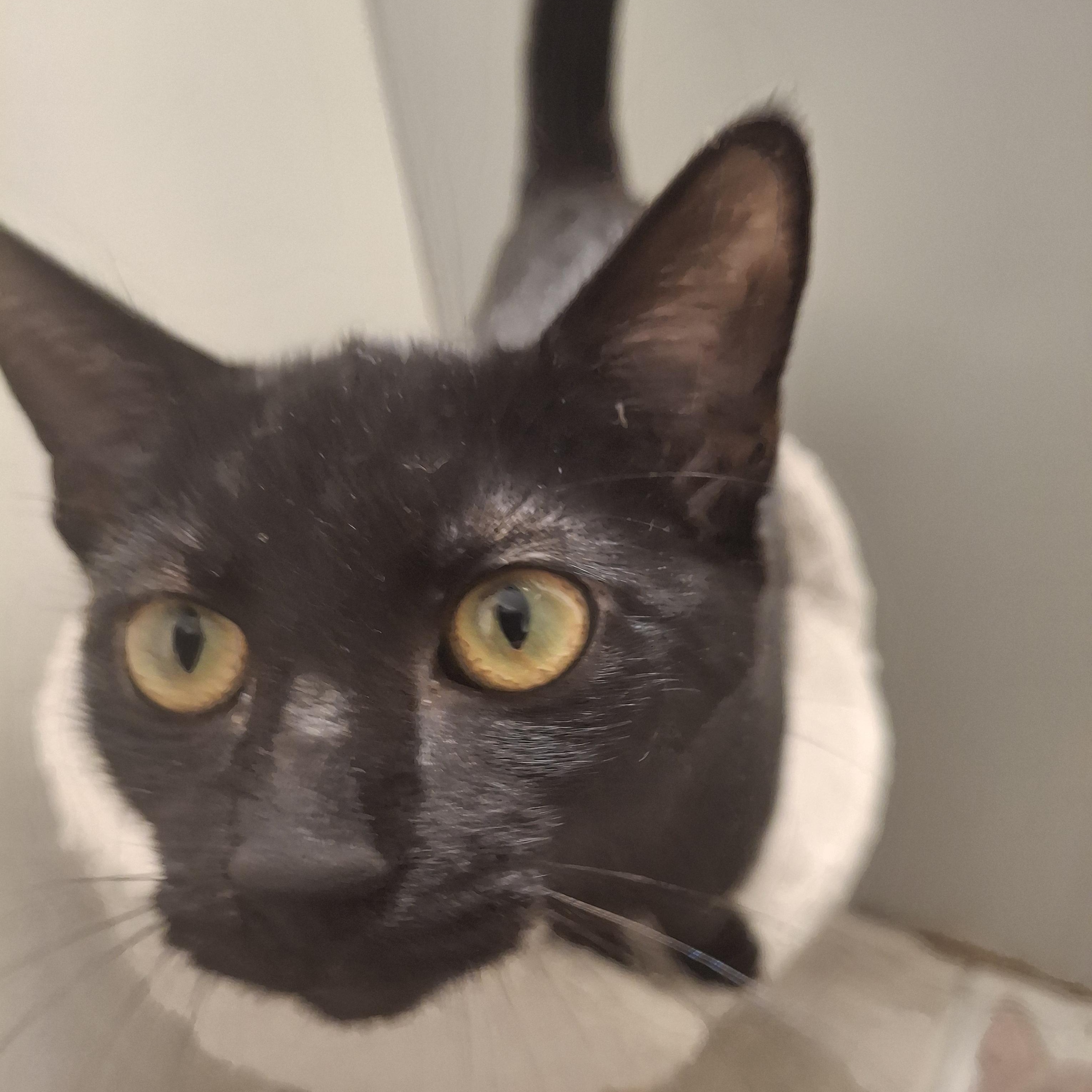 Ben, a Adoptable Domestic Short Hair in Lawrenceville, GA image 2/2