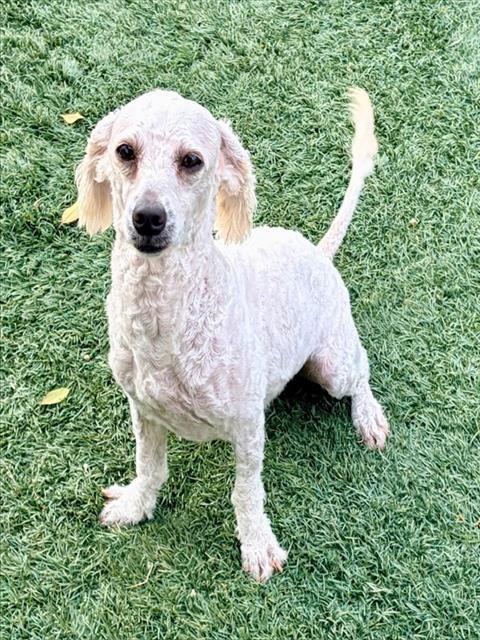 Enlarge MISTY, a Adoptable Poodle in Salinas, CA image 1/1