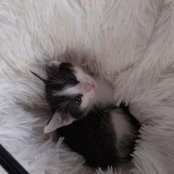 Tippy, Adopted, Kitten Male Domestic Short Hair.