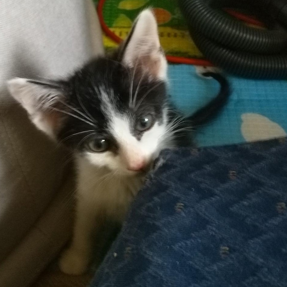 Enlarge Tippy, a Adopted Domestic Short Hair in Milwaukee, WI image 3/5