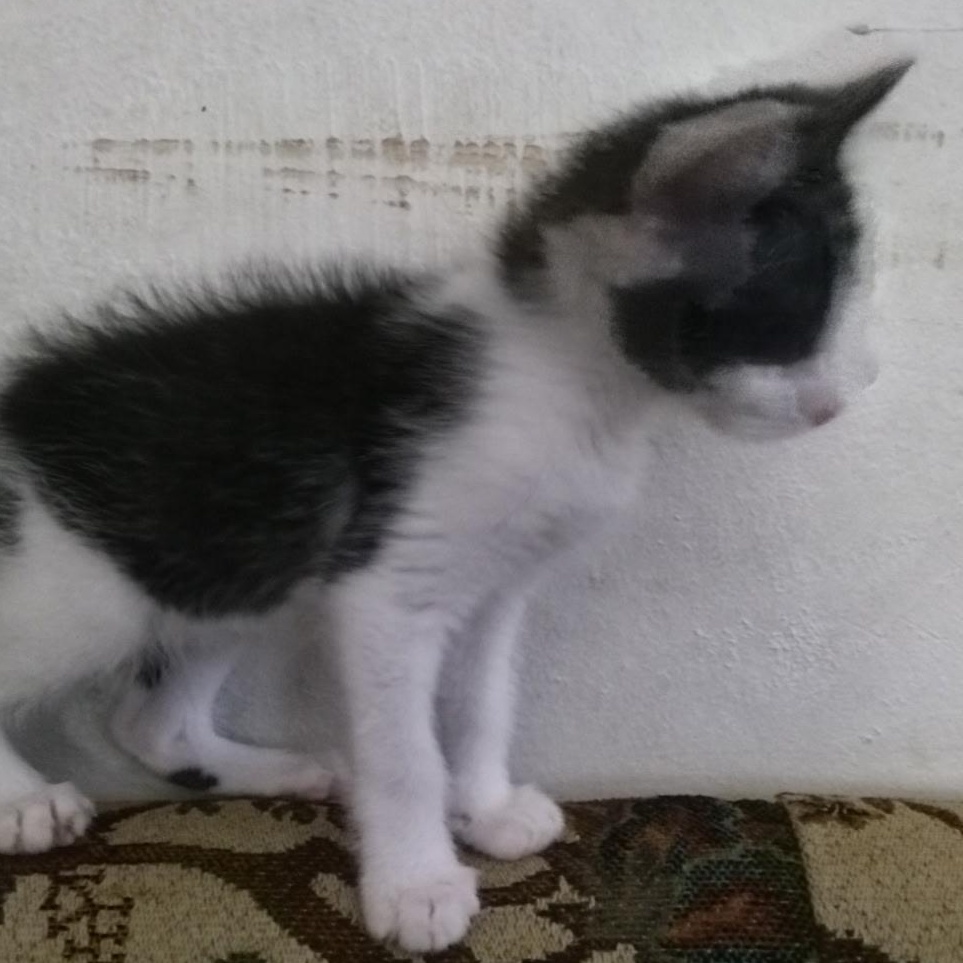 Enlarge Tippy, a Adopted Domestic Short Hair in Milwaukee, WI image 2/5