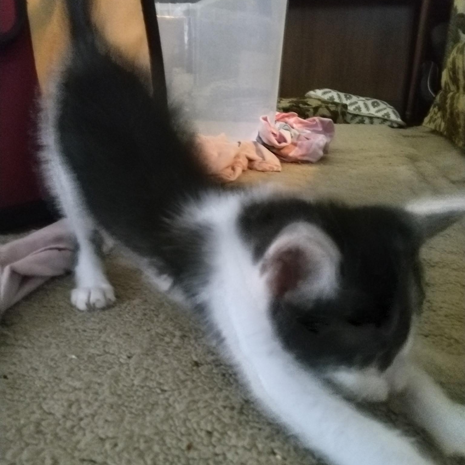 Enlarge Tippy, a Adopted Domestic Short Hair in Milwaukee, WI image 5/5