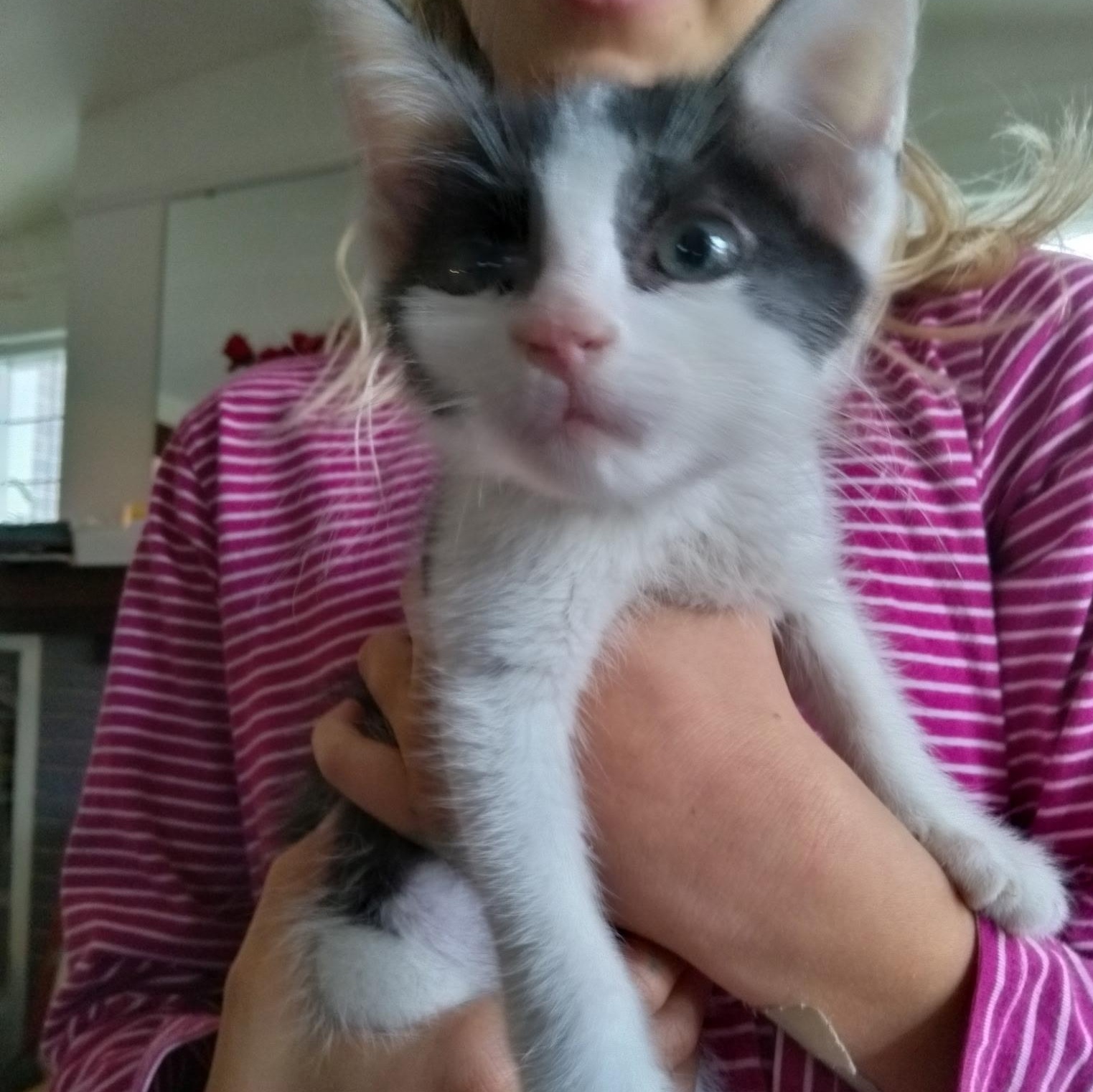 Enlarge Tippy, a Adopted Domestic Short Hair in Milwaukee, WI image 4/5