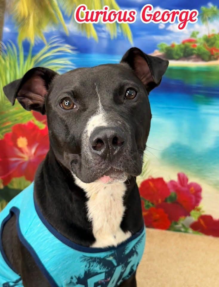 Enlarge Curious George, a ADOPTABLE Mixed Breed in Flint, MI image 1/1