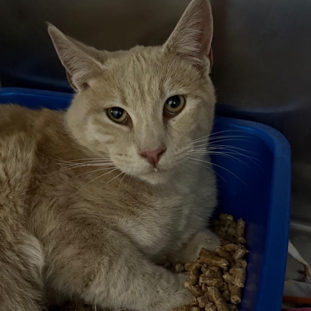 Enlarge Aster, a Adoptable Domestic Short Hair in Idaho Falls, ID image 1/3