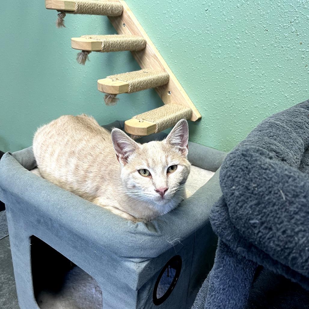 Enlarge Aster, a Adoptable Domestic Short Hair in Idaho Falls, ID image 2/3