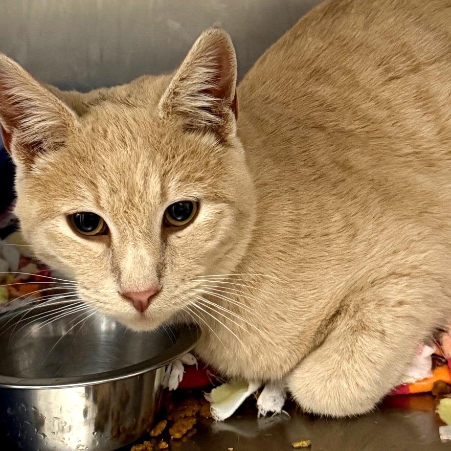 Enlarge Aster, a Adoptable Domestic Short Hair in Idaho Falls, ID image 3/3