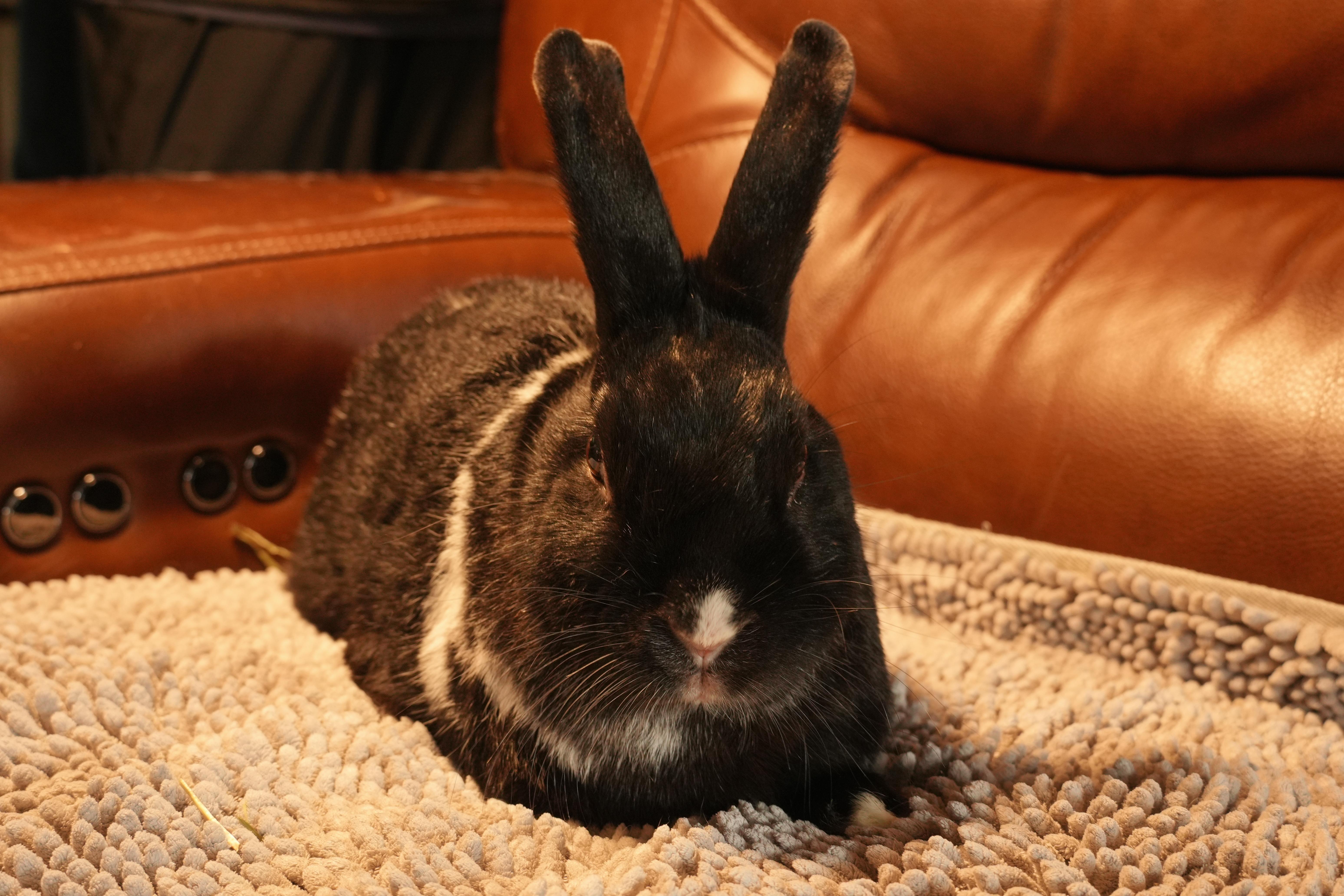 Julia, ADOPTABLE, Adult Female American.