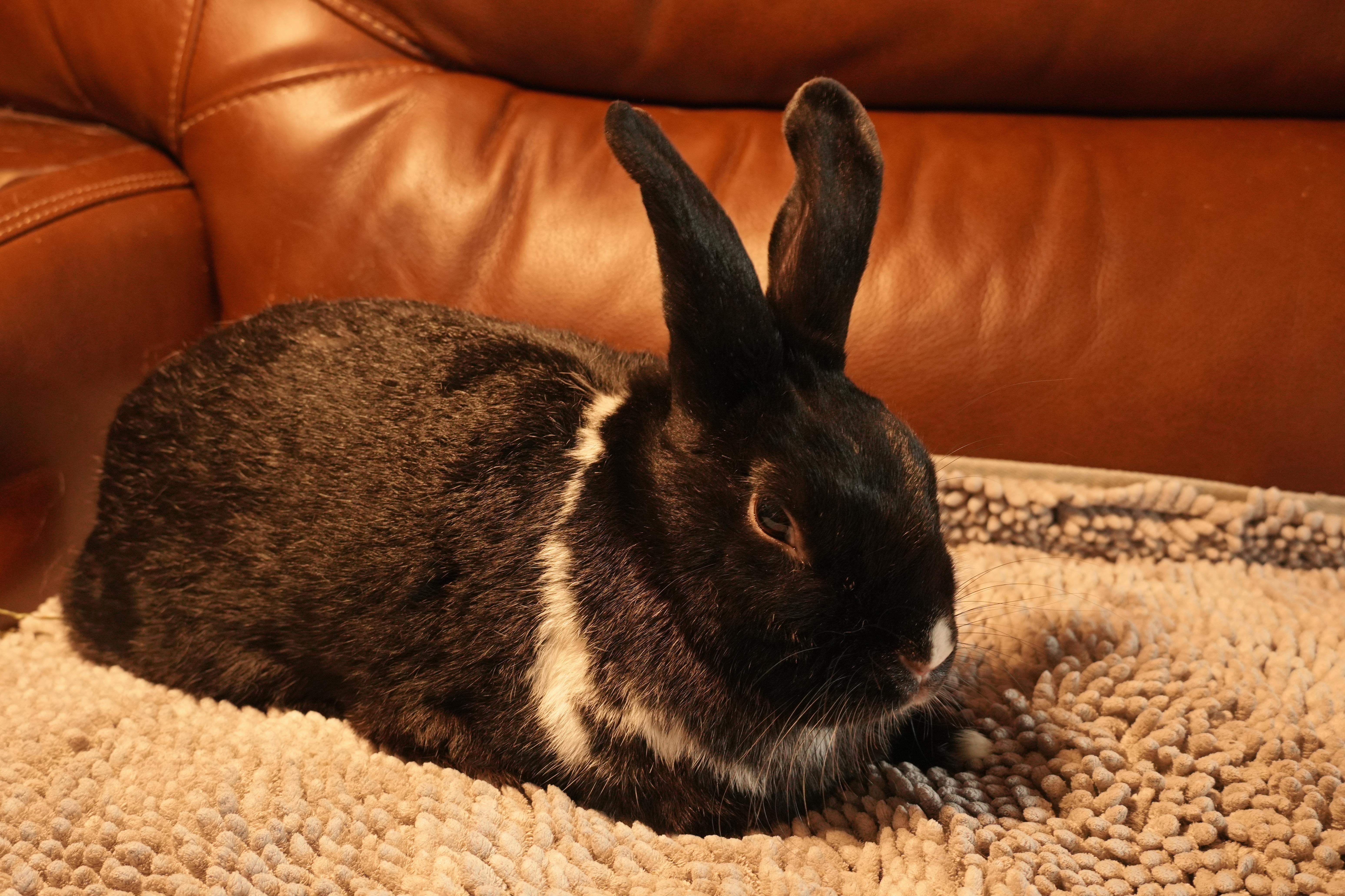 Enlarge Julia, a ADOPTABLE mixed breed in Garland, TX image 3/4