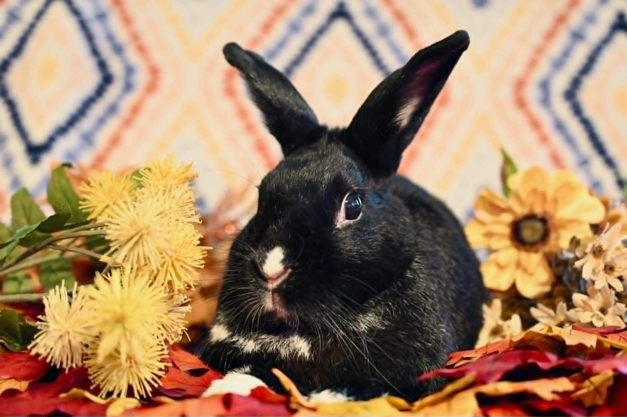 Enlarge Elizabeth, a ADOPTABLE Satin in Garland, TX image 1/1