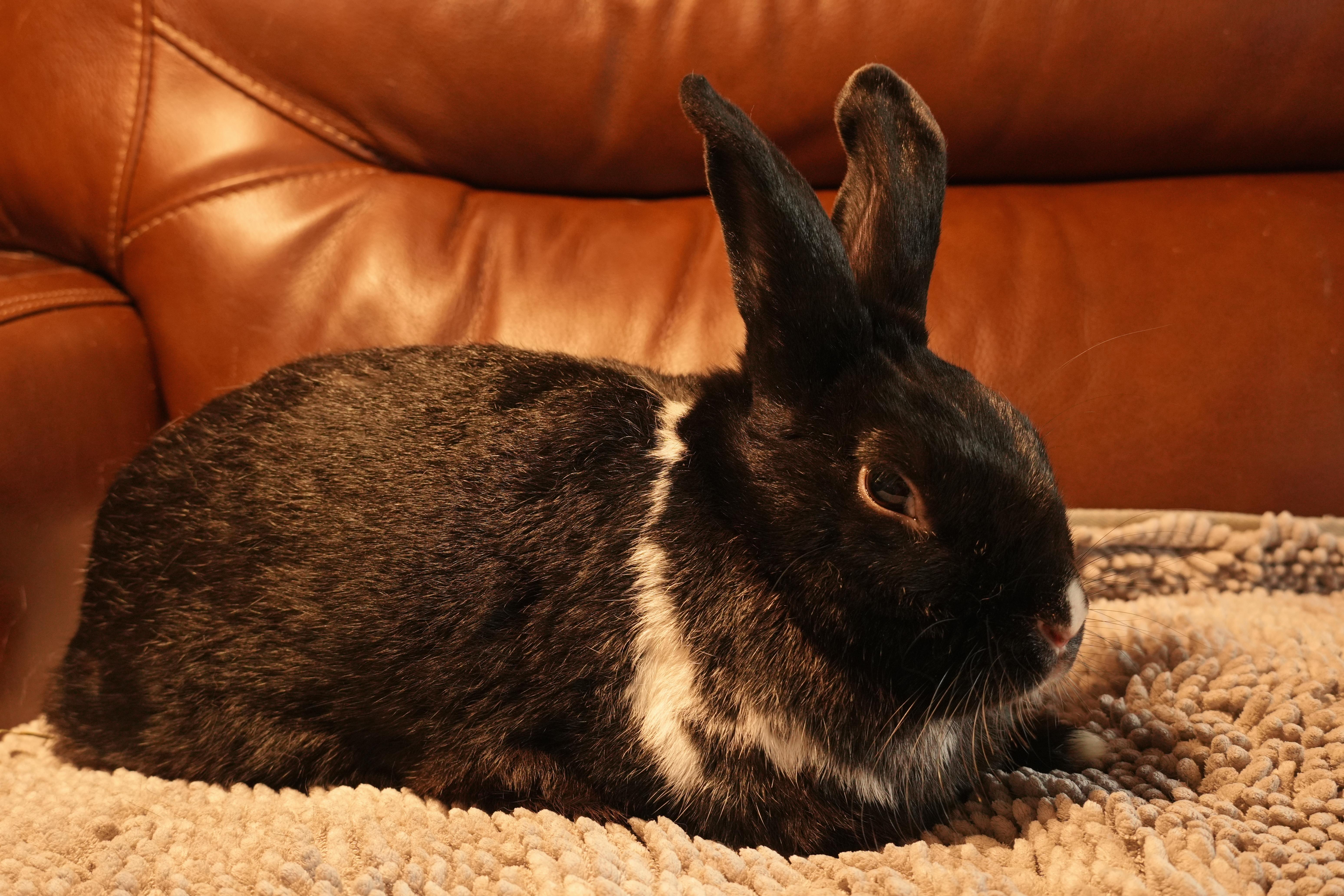Enlarge Julia, a ADOPTABLE mixed breed in Garland, TX image 4/4