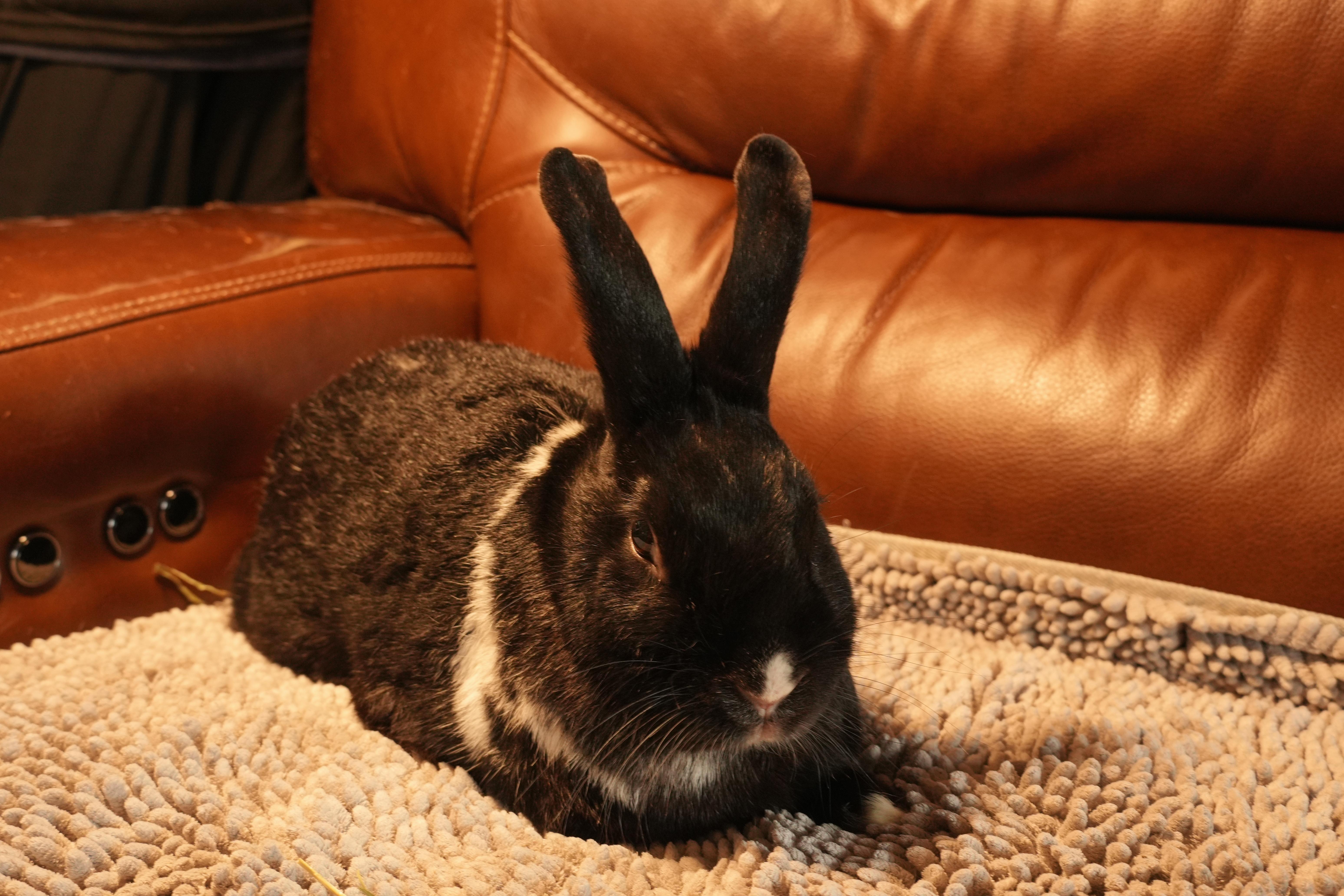 Enlarge Julia, a ADOPTABLE mixed breed in Garland, TX image 2/4