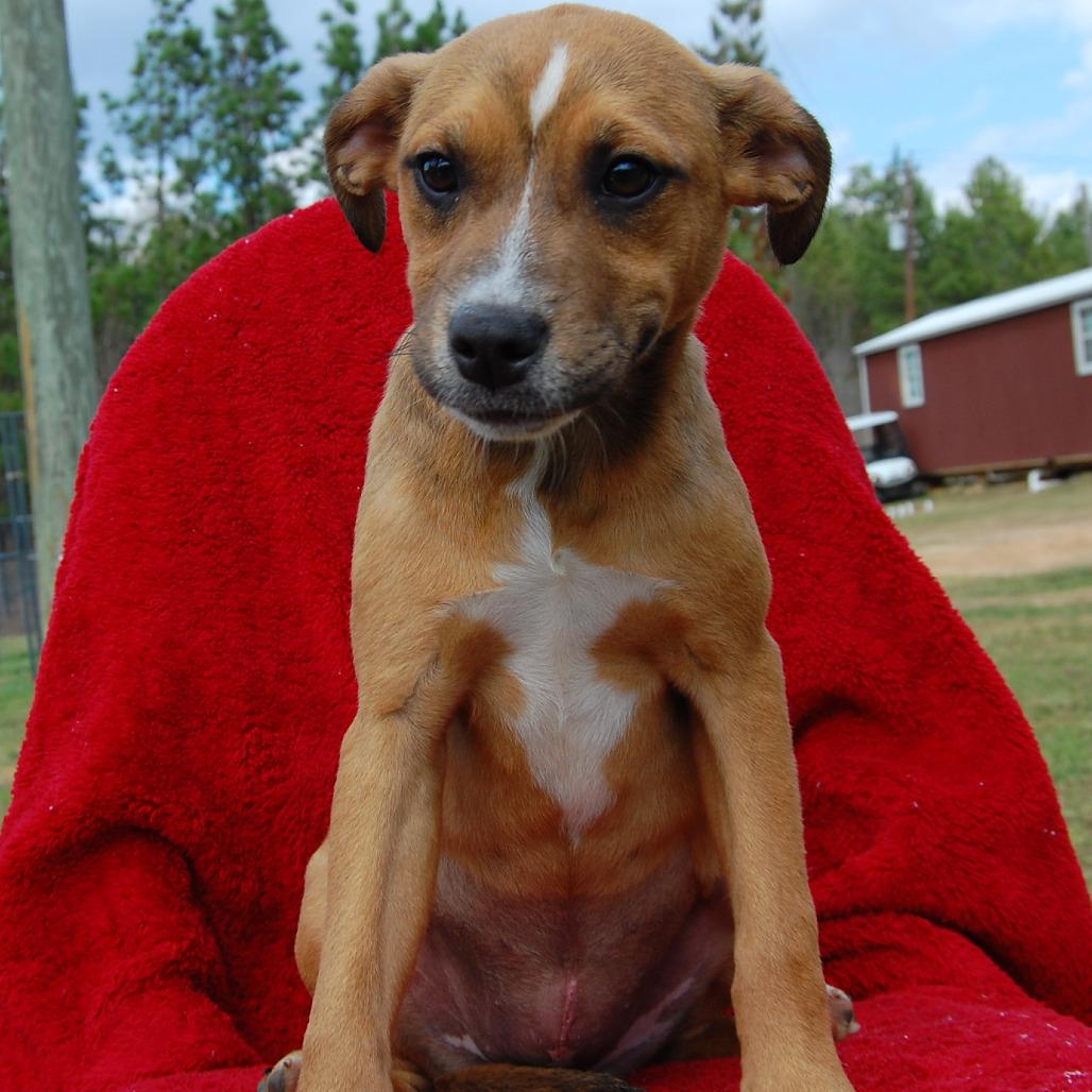 Sadie, Adoptable, Puppy Female Beagle.