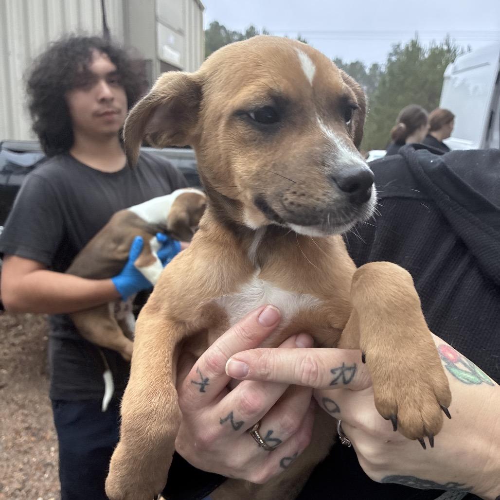 Sadie, a Adoptable mixed breed in Hattiesburg, MS image 2/3