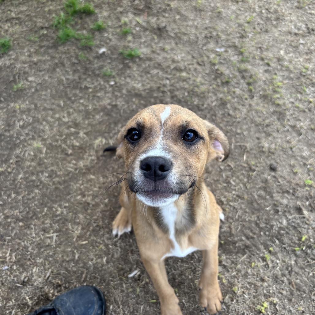 Sadie, a Adoptable mixed breed in Hattiesburg, MS image 3/3