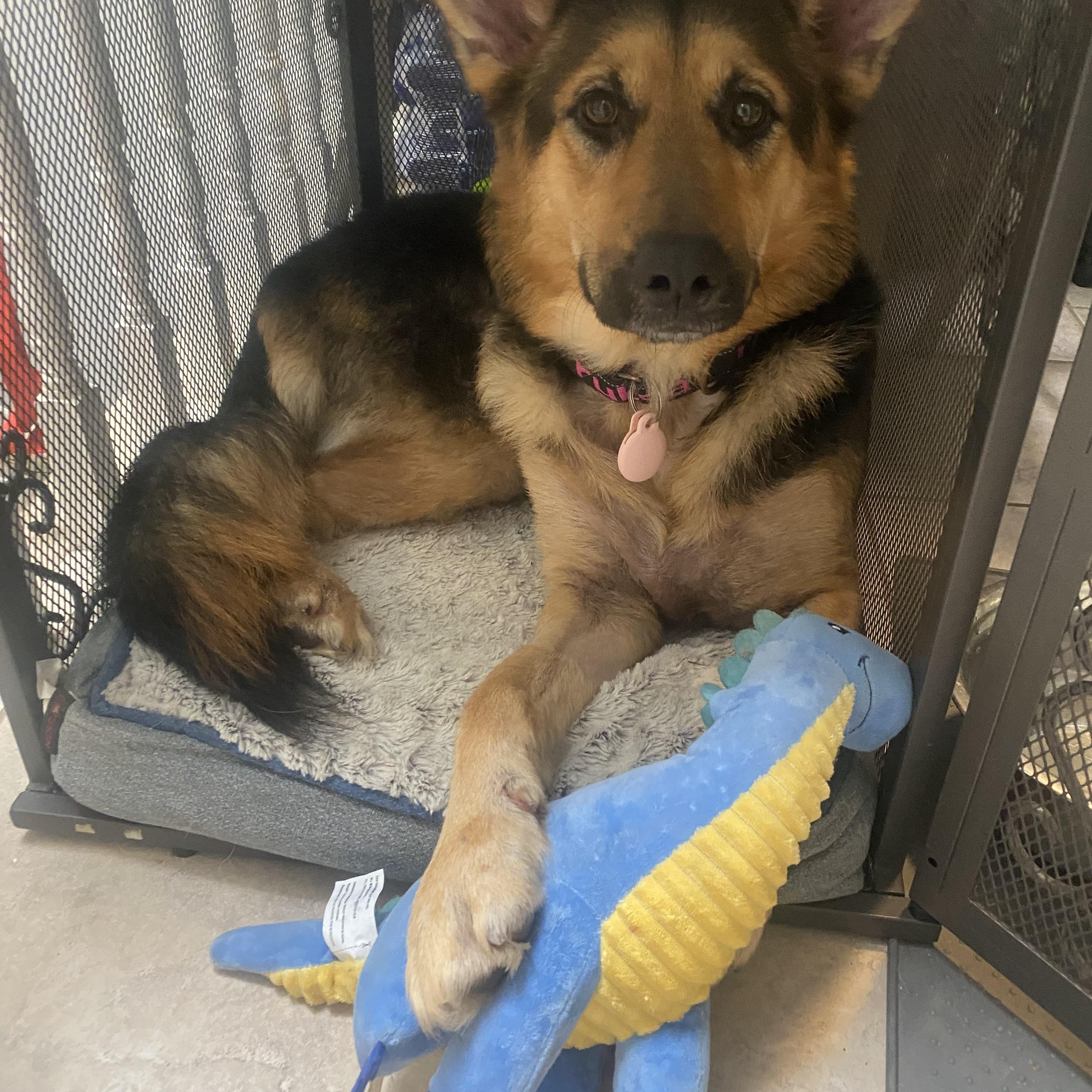 Enlarge LUNA good with kids, dogs , a Adoptable German Shepherd Dog in North York, ON image 4/4