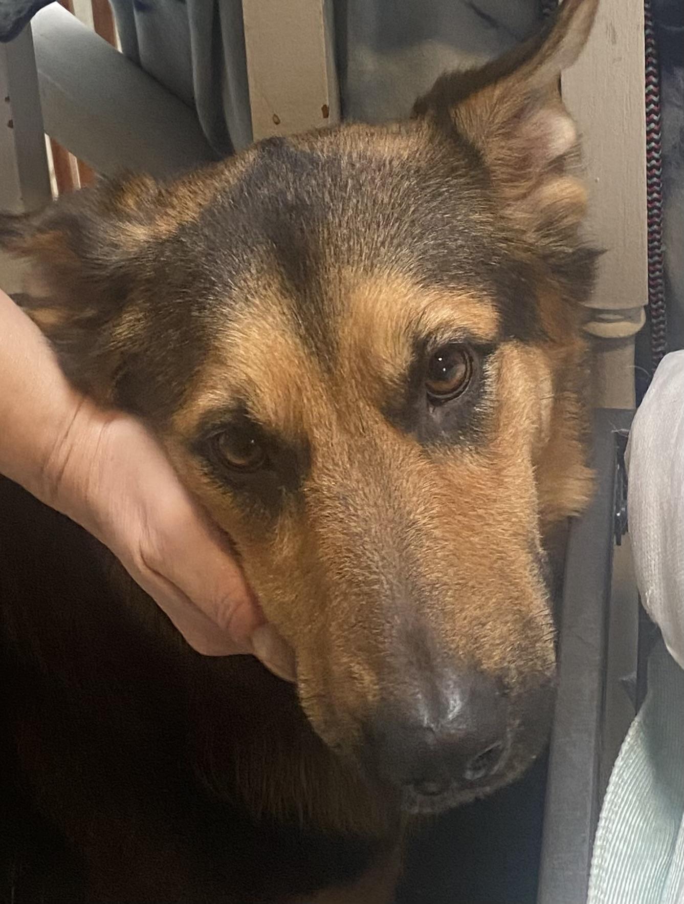 LUNA good with kids, dogs , Adoptable, Adult Female German Shepherd Dog.