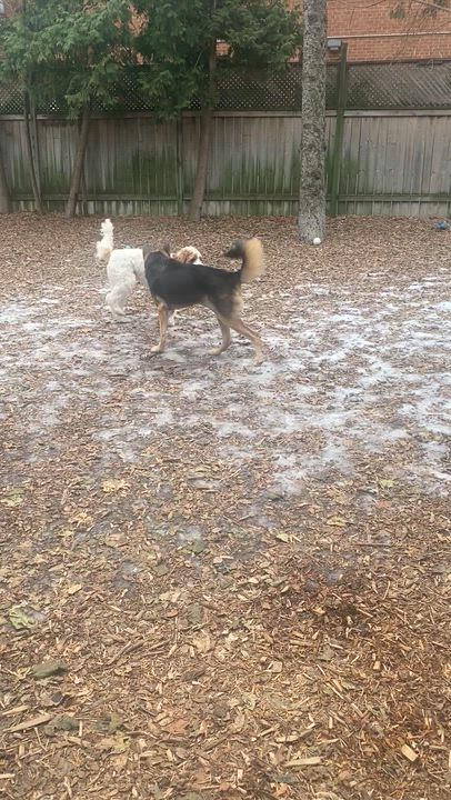 Enlarge LUNA good with kids, dogs , a Adoptable German Shepherd Dog in North York, ON video 2/4