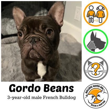 GORDO BEANS, ADOPTABLE, Adult Male French Bulldog.