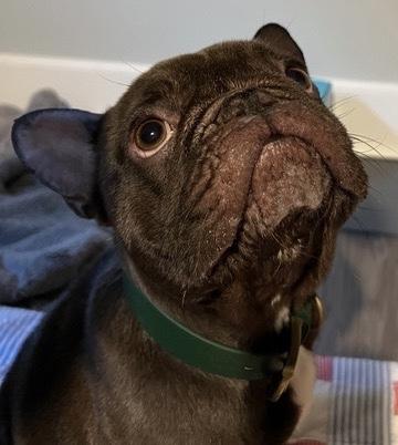 GORDO BEANS, a ADOPTABLE French Bulldog in Bonney Lake, WA image 3/3