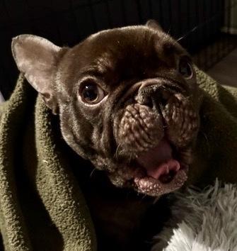 GORDO BEANS, a ADOPTABLE French Bulldog in Bonney Lake, WA image 2/3